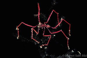 Spider crab in night dive. by Mehmet Salih Bilal 